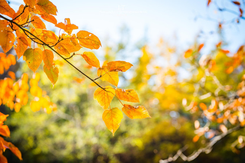 1539940684041087587.png image.png