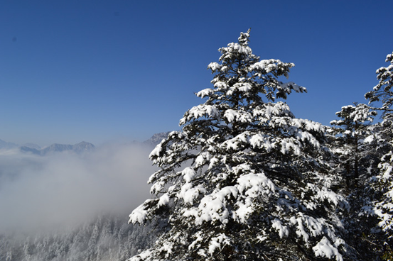 1539940832965003937.png image.png