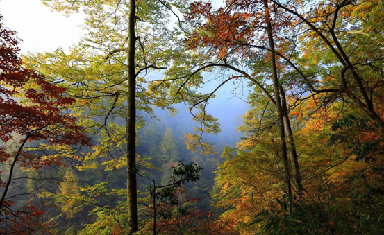 1540539794697031335.png image.png