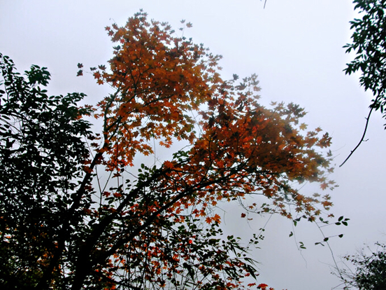 1540539838659080617.png image.png