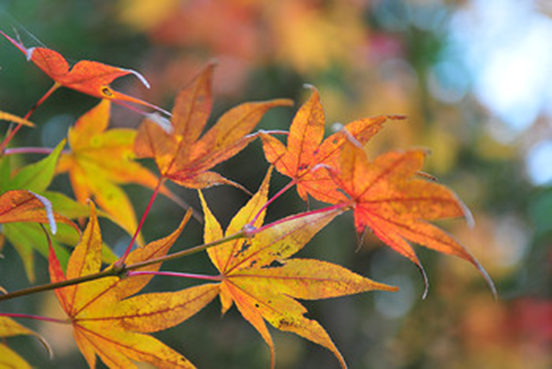 1540539847610037060.png image.png