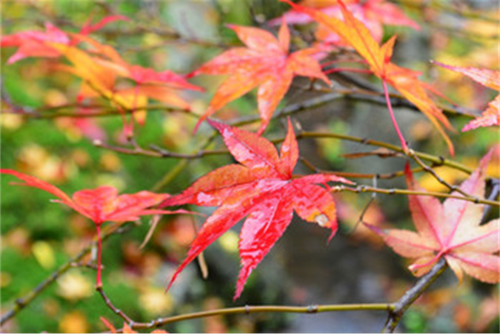 1540539903210006506.png image.png