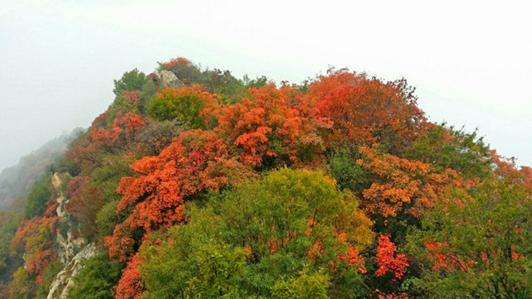 1540540211995092353.png image.png