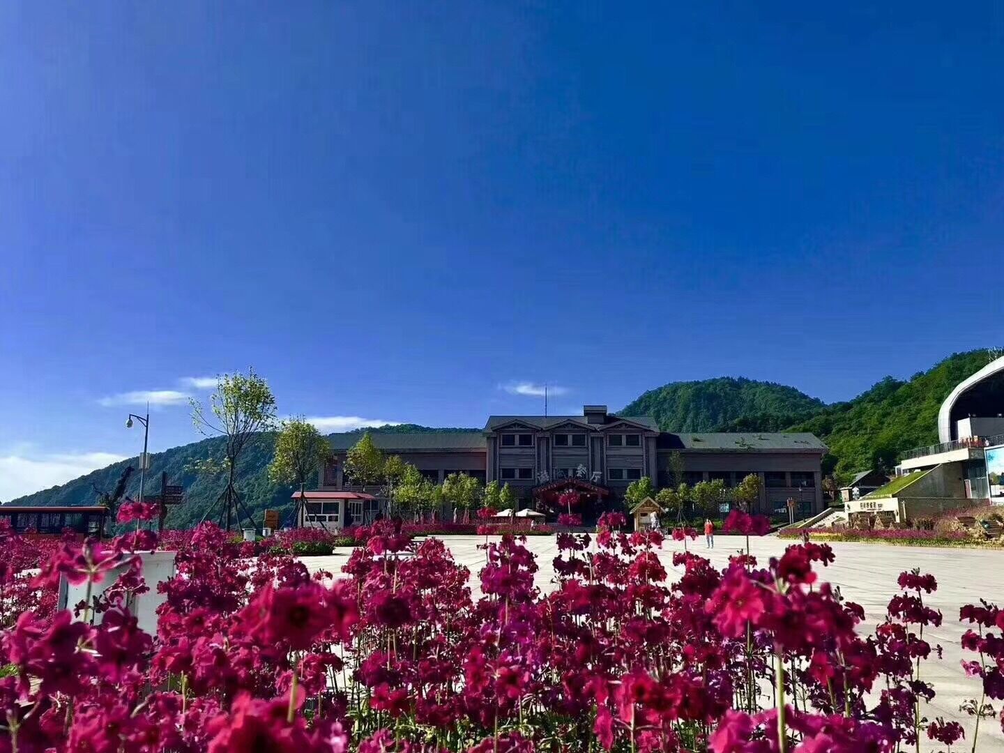 報(bào)春花開(kāi) 美麗自來(lái)