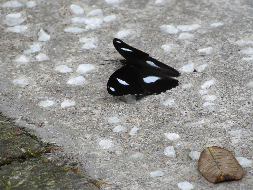 蝴蝶（西嶺前山）