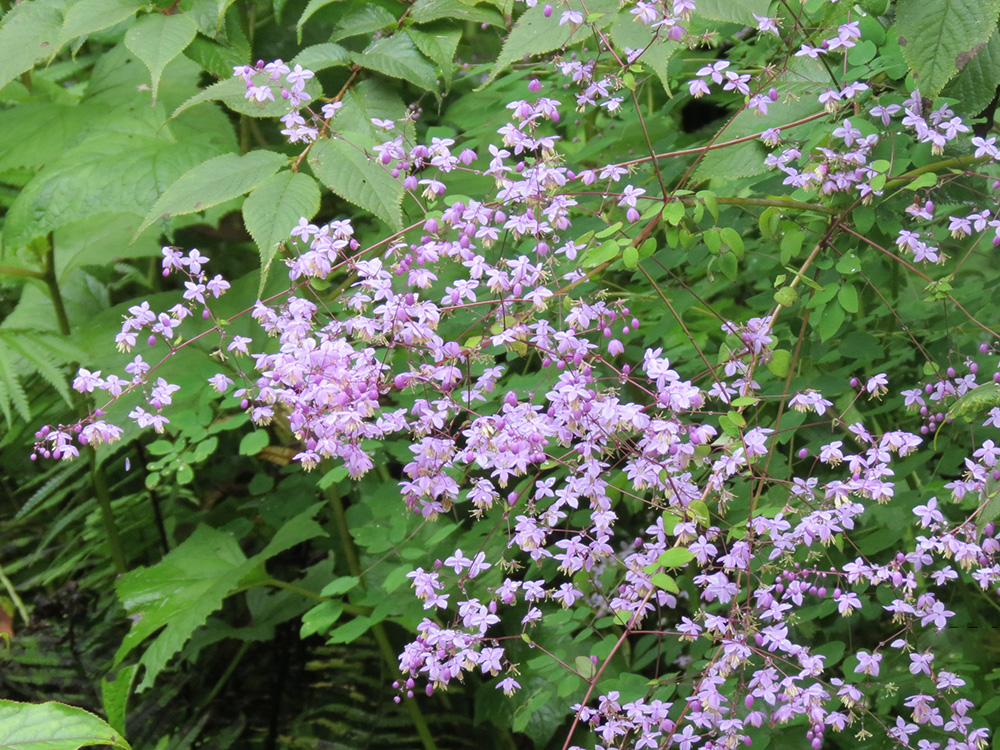 夢幻唐松草（西嶺前山）