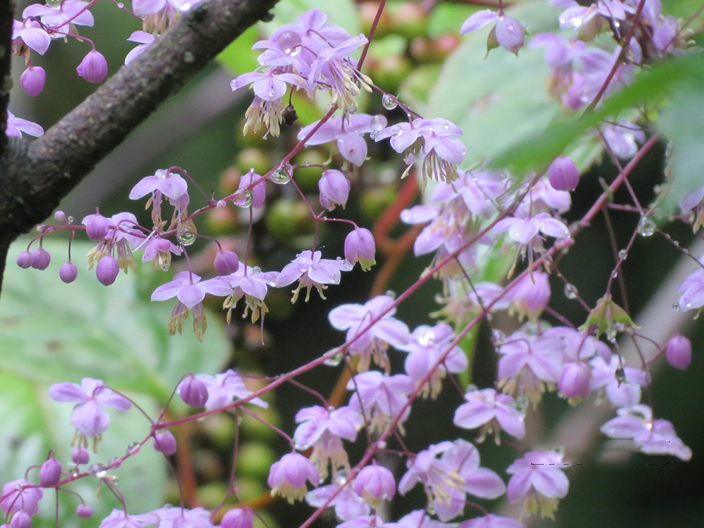 夢幻唐松草（西嶺前山）