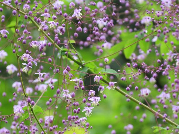 夢幻唐松草（西嶺前山）