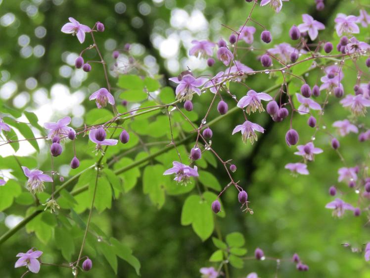 夢幻唐松草（西嶺前山）